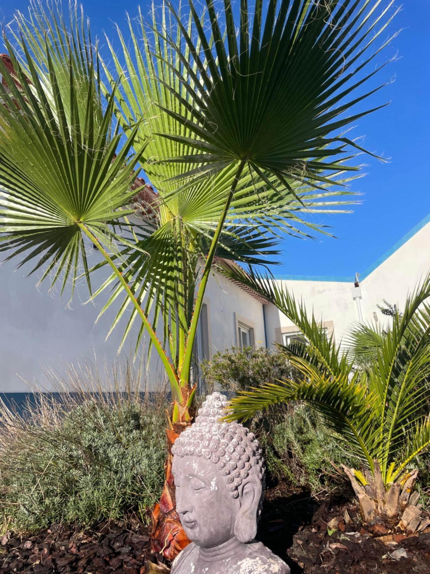 Joia Da Casa Villa Sobral  Exteriör bild